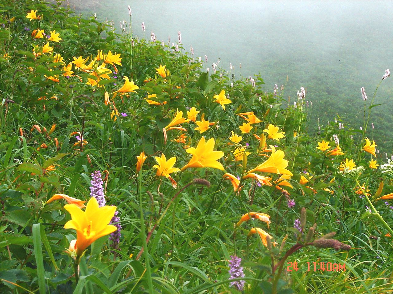 No.0895　白山お花畑　　白山その②_f0104277_1954866.jpg