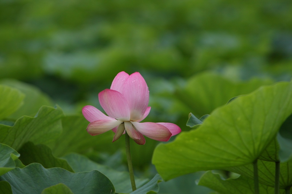 ハスの華と蝶トンボ　（旧）金砂郷村親沢池<2>　２０１２・０７・１４_e0143883_21303876.jpg