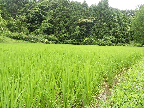 7月26日の田んぼ(月光原小・西根小)_d0247484_14462578.jpg
