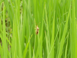 7月26日の田んぼ(月光原小・西根小)_d0247484_14513444.jpg