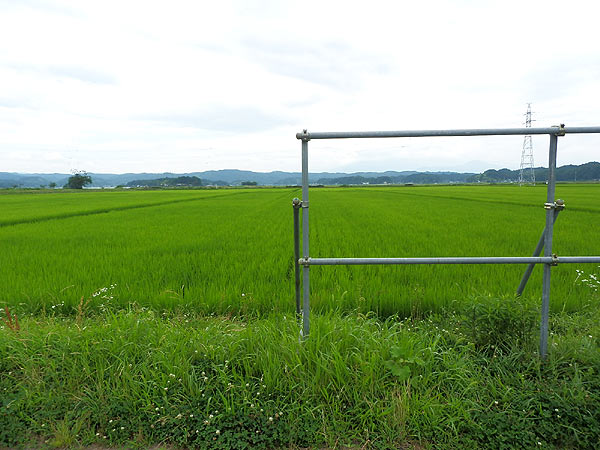 7月26日の田んぼ(緑ヶ丘小・北郷小)_d0247484_1516088.jpg