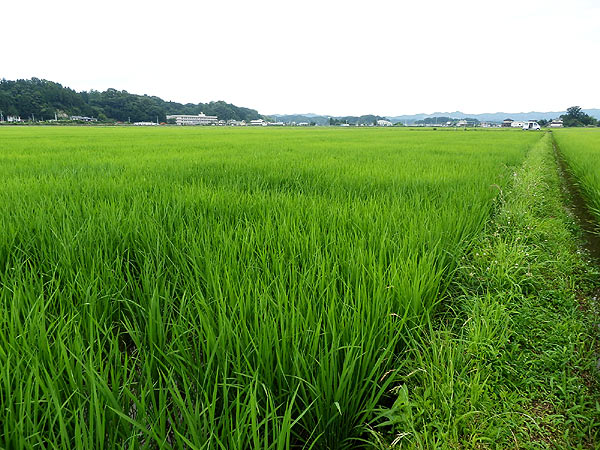 7月26日の田んぼ(緑ヶ丘小・北郷小)_d0247484_151795.jpg
