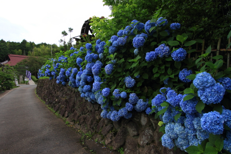 亀岡 ききょうの里_e0051888_2335686.jpg
