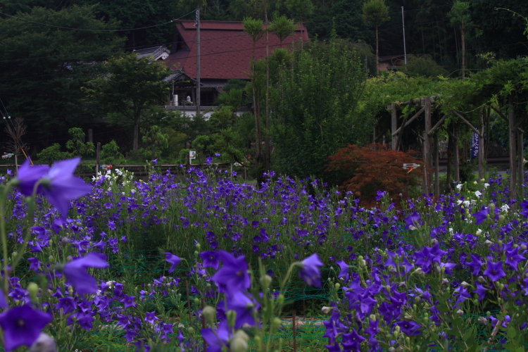 亀岡 ききょうの里_e0051888_2344239.jpg