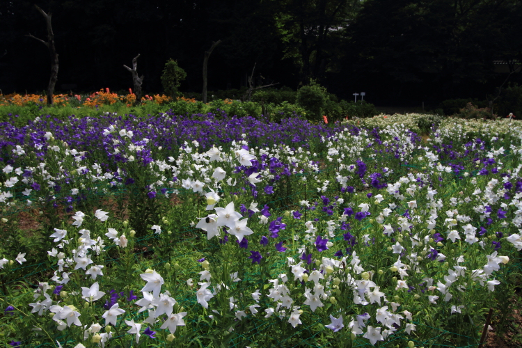 亀岡 ききょうの里_e0051888_2354598.jpg