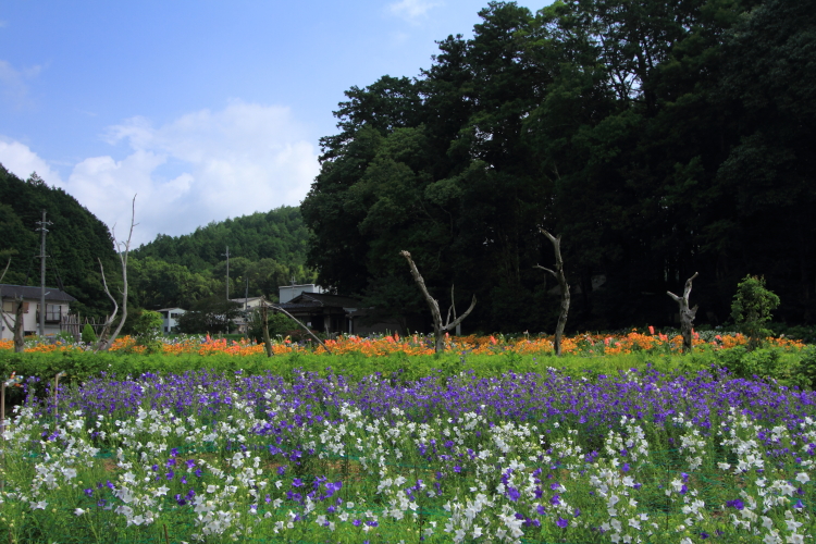 亀岡 ききょうの里_e0051888_2361794.jpg