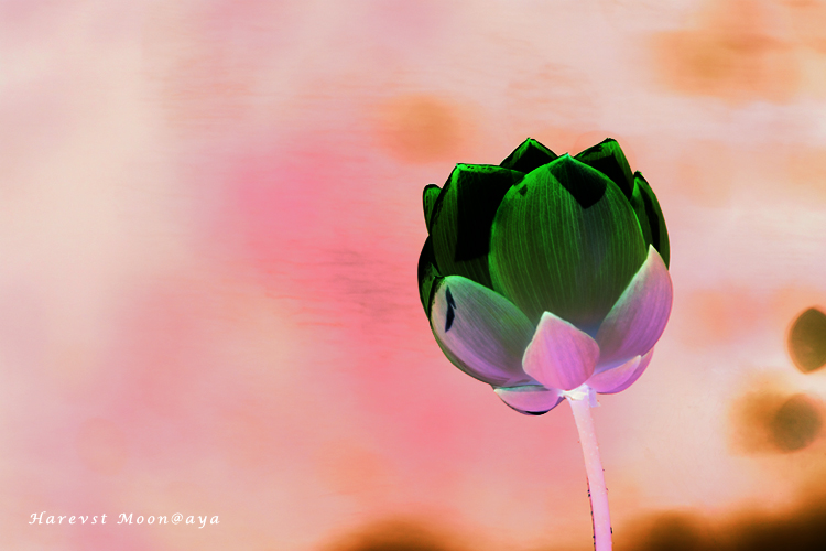 The Lotus_b0208495_149929.jpg