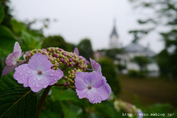 雨と紫陽花_f0137097_6292378.jpg