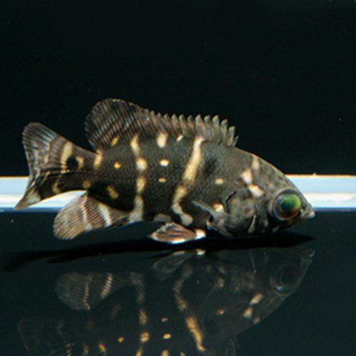 c0165800_2145553.jpg