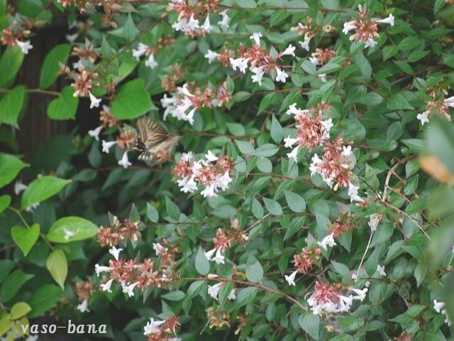 e0025300_13304869.jpg