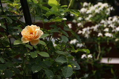a0123003_11594091.jpg