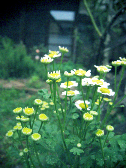 d0077603_14181897.jpg