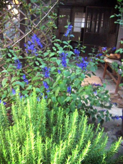 真夏の庭と手作りのバラジュース。_d0077603_141823100.jpg