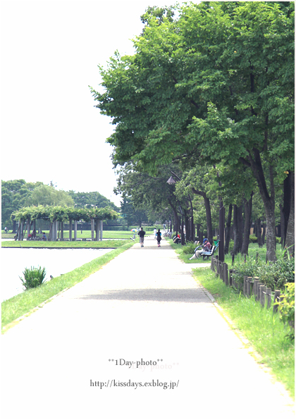 空があり　水があり　そよ吹く風がある（水元公園）_b0111005_23342729.jpg