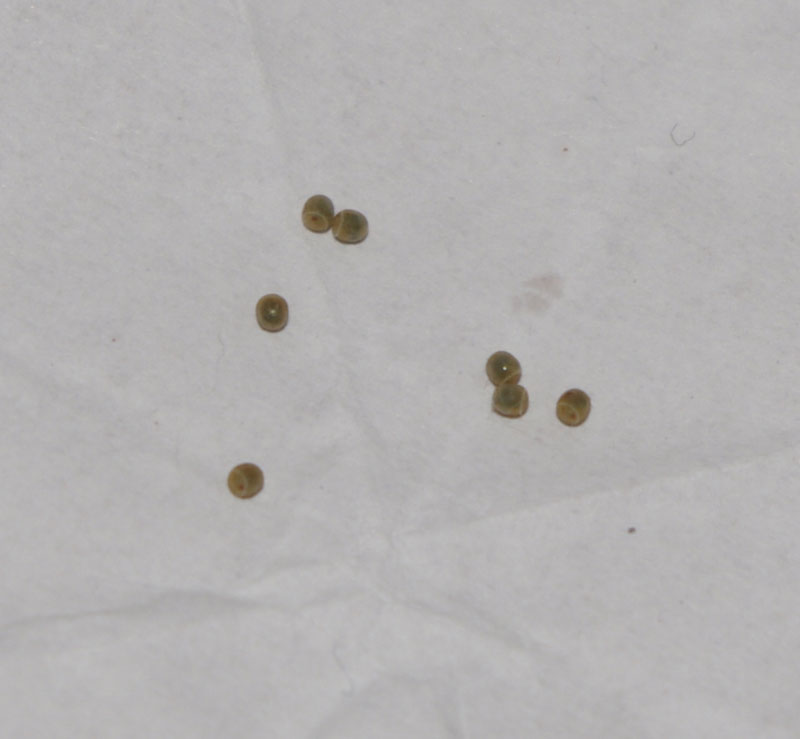 ベランダに干した洗濯物についていました 昆虫ブログ むし探検広場