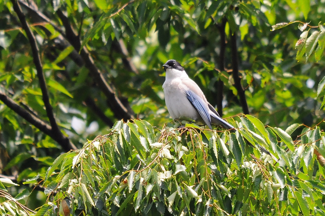 オナガ　幼鳥_a0189912_230034.jpg