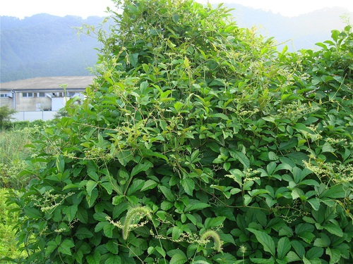 繁茂する藪枯らし ヤブカラシ 椿壽菴だより 繁茂する藪枯らし ヤブカラシ 椿壽菴だより