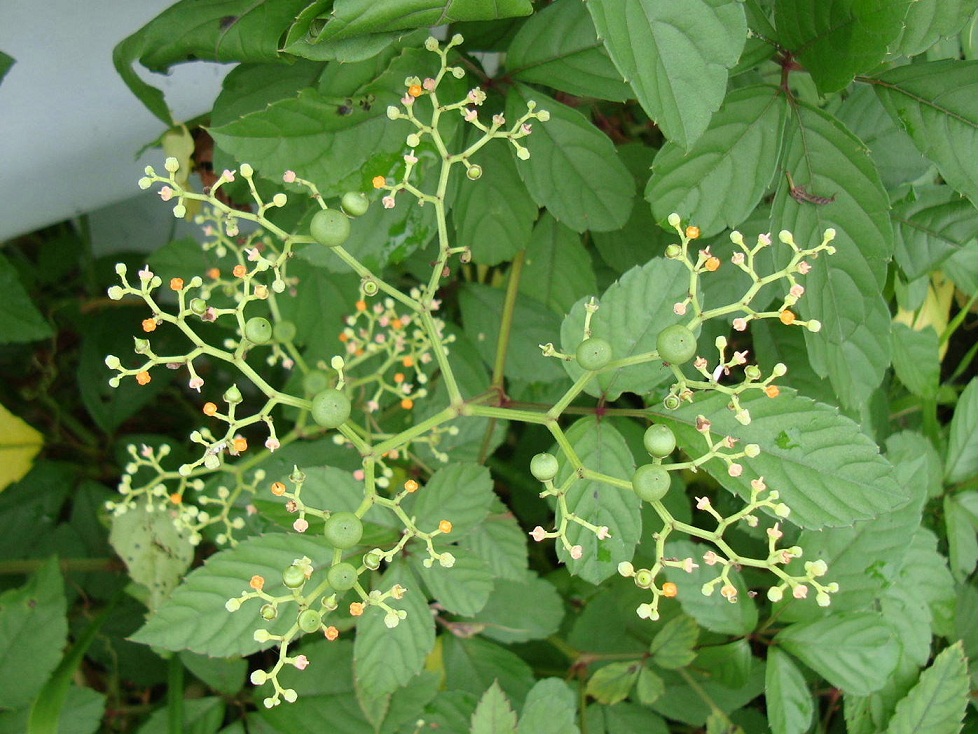 繁茂する藪枯らし ヤブカラシ 椿壽菴だより 繁茂する藪枯らし ヤブカラシ 椿壽菴だより