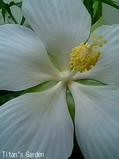 Hibiscus coccineus forma. albus_b0099813_0581082.jpg