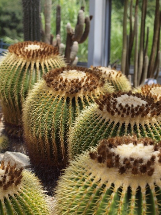 サボテン温室 食虫植物 ゆきだより 日々つれづれ