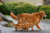 八ヶ岳ヒーリングツアー その③_c0200917_1501198.jpg