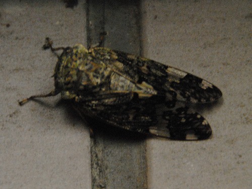 b0000829_039577.jpg