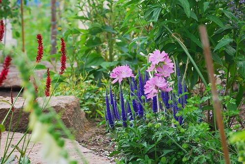 庭で咲いてるお花　７月中旬編_f0154430_2351627.jpg