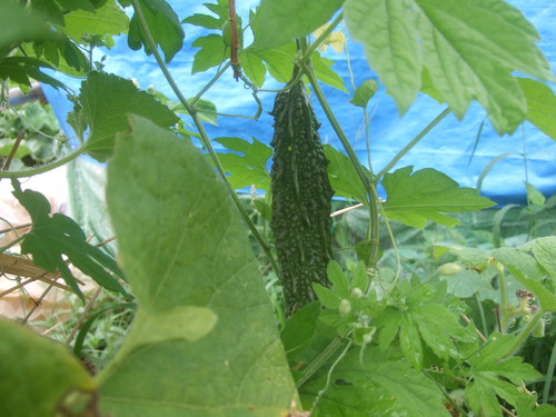 野菜畑は草原....ゴーヤも冬瓜も！_b0137932_2243566.jpg