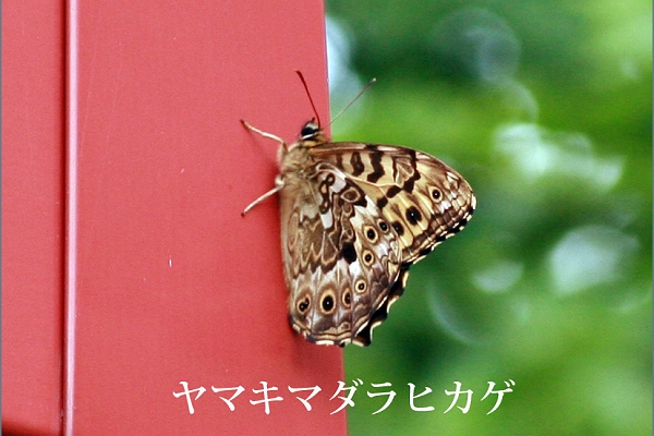 第5回バス旅行（谷川岳天神平）2012年7月24日_a0097635_18304092.jpg