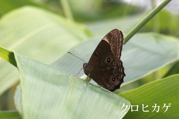 第5回バス旅行（谷川岳天神平）2012年7月24日_a0097635_18304167.jpg