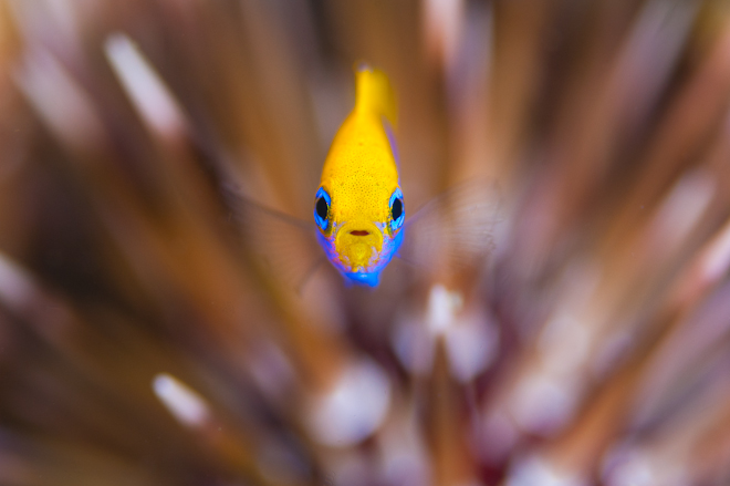 「水中フォトログ|AquaGarden」のmochitakeさん登場!_c0039735_11325371.jpg