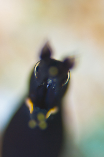 「水中フォトログ|AquaGarden」のmochitakeさん登場!_c0039735_11342137.jpg