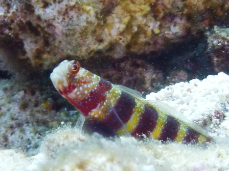 a0189838_956622.jpg