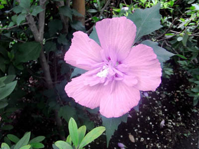 b0019140_13345713.jpg
