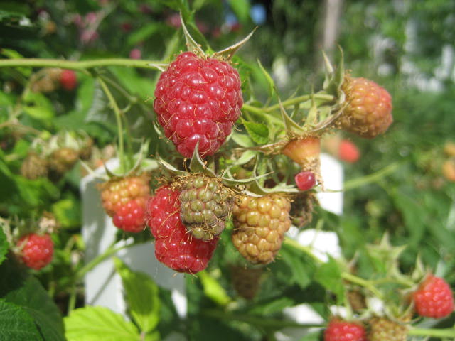 a0279743_11212276.jpg