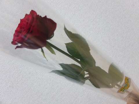 一輪のバラ Kirinji Keikei Blog 一輪のバラ Kirinji Keikei Blog