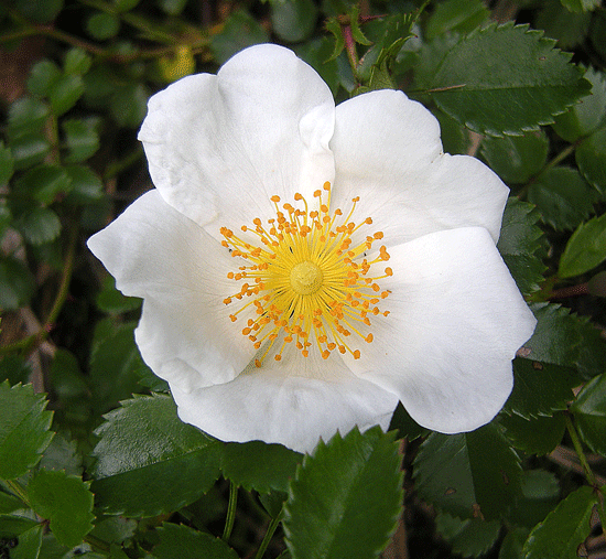 a0001354_22582652.gif