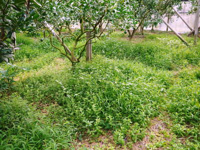小春農園 デコポン(肥後ポン)の成長記録_a0254656_17202672.jpg