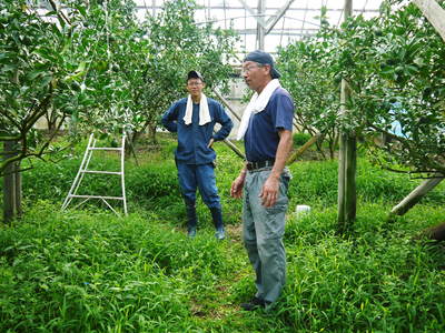 小春農園 デコポン(肥後ポン)の成長記録_a0254656_1815510.jpg