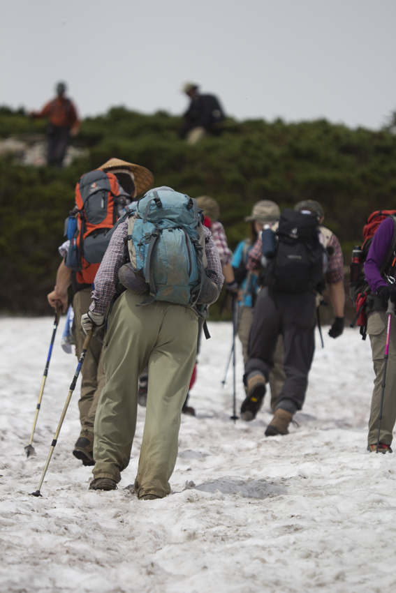 唐松岳登山　其の肆　雪渓のお花達、他_b0167256_6343578.jpg