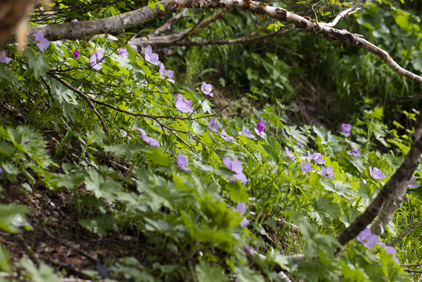 唐松岳登山　其の肆　雪渓のお花達、他_b0167256_6344561.jpg