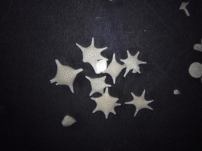 c0180460_14169.jpg