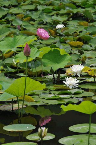 a0275782_2254790.gif