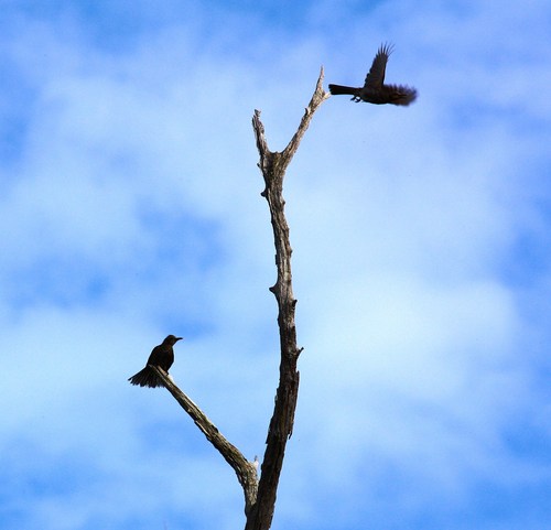 枯れ角に、鳥_c0204385_729645.jpg
