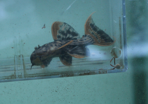 c0165800_20322843.gif