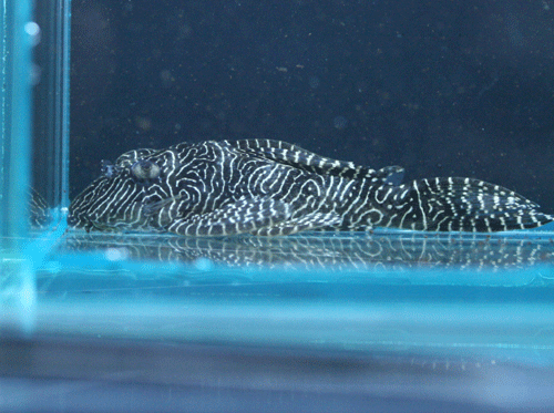 c0165800_20361780.gif