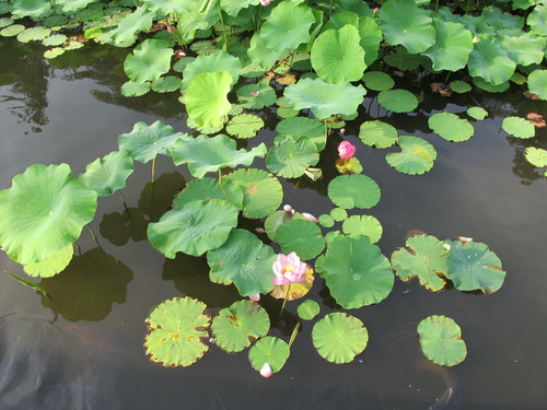 蓮が花盛りの松が岬公園（３）_c0075701_10114710.jpg