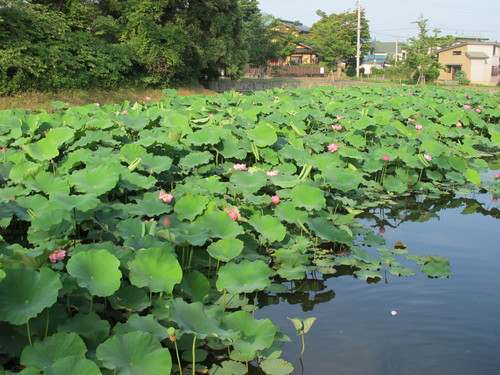 蓮が花盛りの松が岬公園（３）_c0075701_10114938.jpg