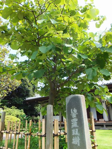 「江戸の三富」の「天王寺」で合掌する大仏に出会う　_f0120102_1827998.jpg