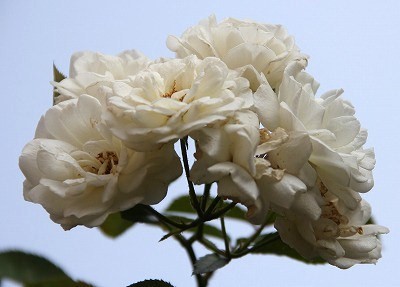 a0123003_9375346.jpg